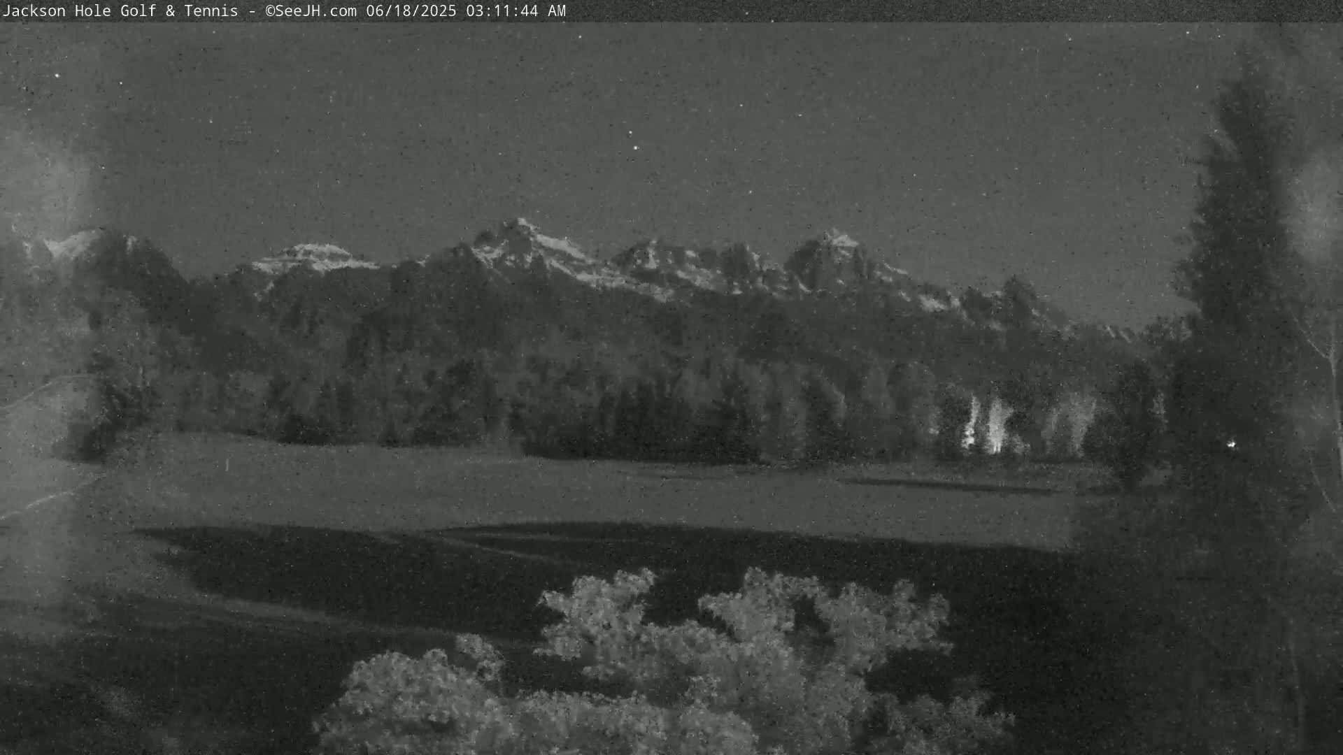 A nighttime view of snow-capped mountains in the distance, with dark trees and shrubs in the foreground under a clear, starry sky.