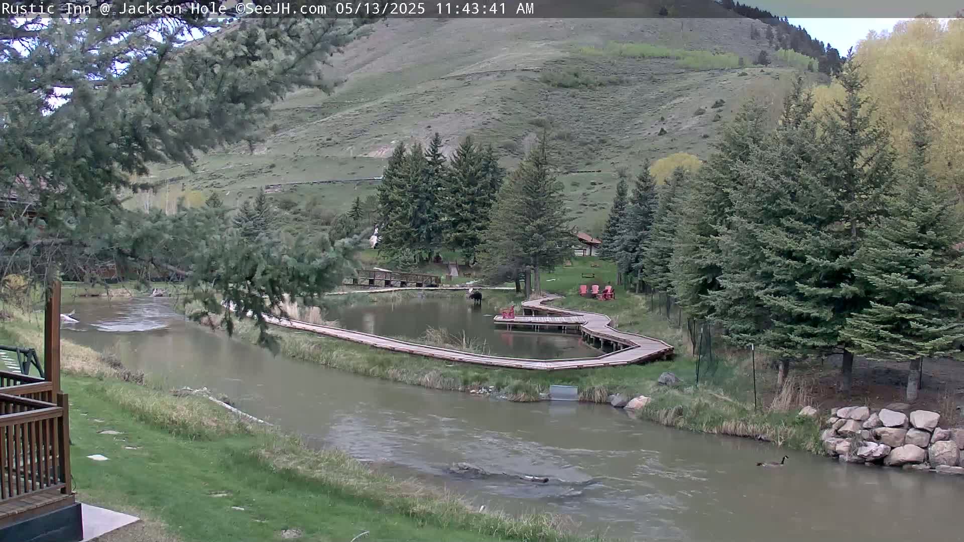 Jackson Hole, Flat Creek from Rustic Inn Resort Live Cam - Jackson, Teton, Wyoming, USA