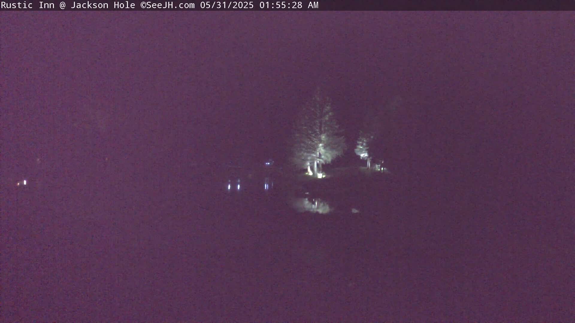 A nighttime view of dimly lit trees and water, reflecting light from nearby sources.