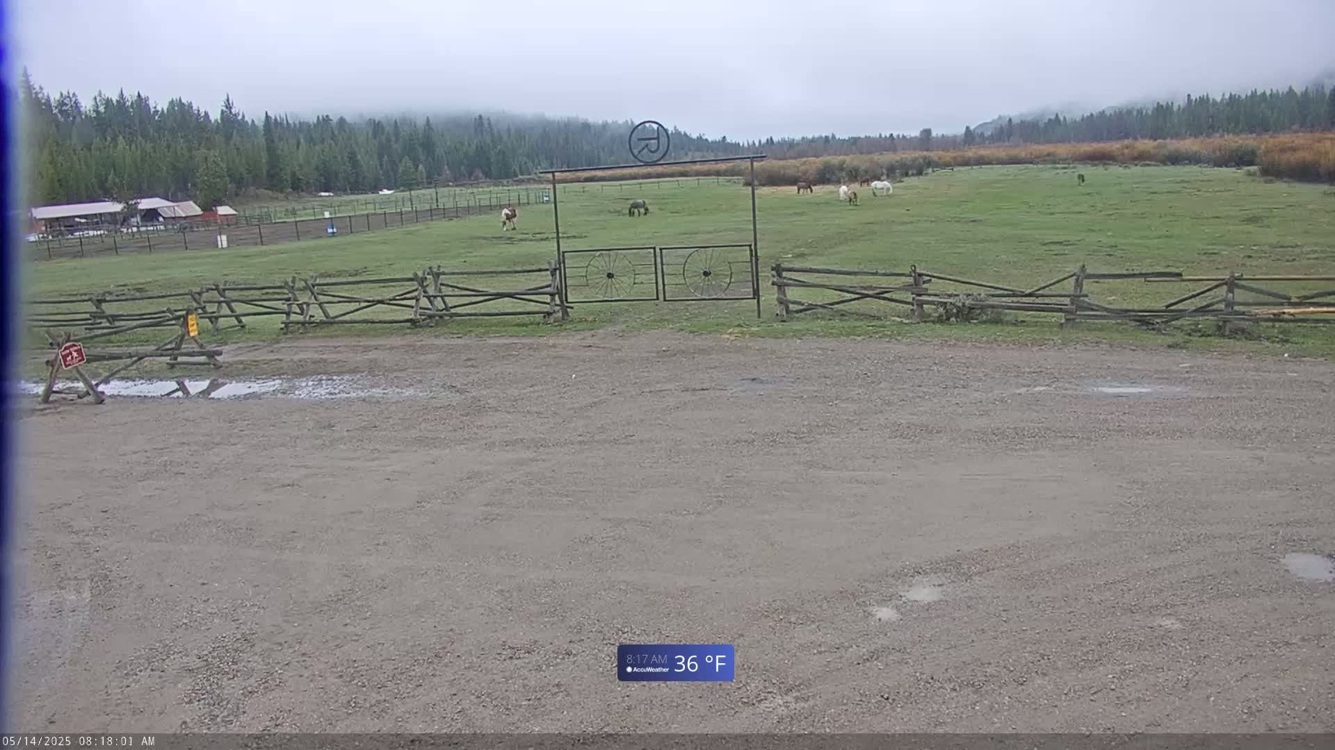 A gravel parking lot is in front of a wooden fence and gate leading to a grassy pasture with a few horses and a background of trees under an overcast sky.