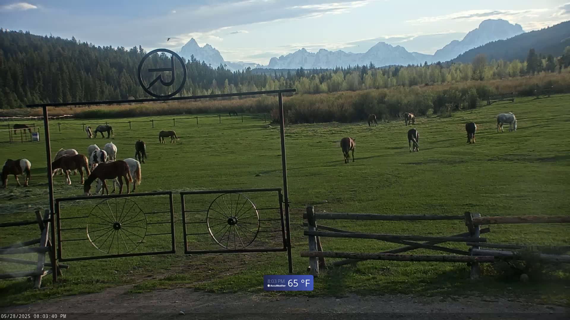 A grassy pasture with numerous horses grazing, framed by a metal gate and wooden fence, under a clear sky with distant snow-capped mountains.