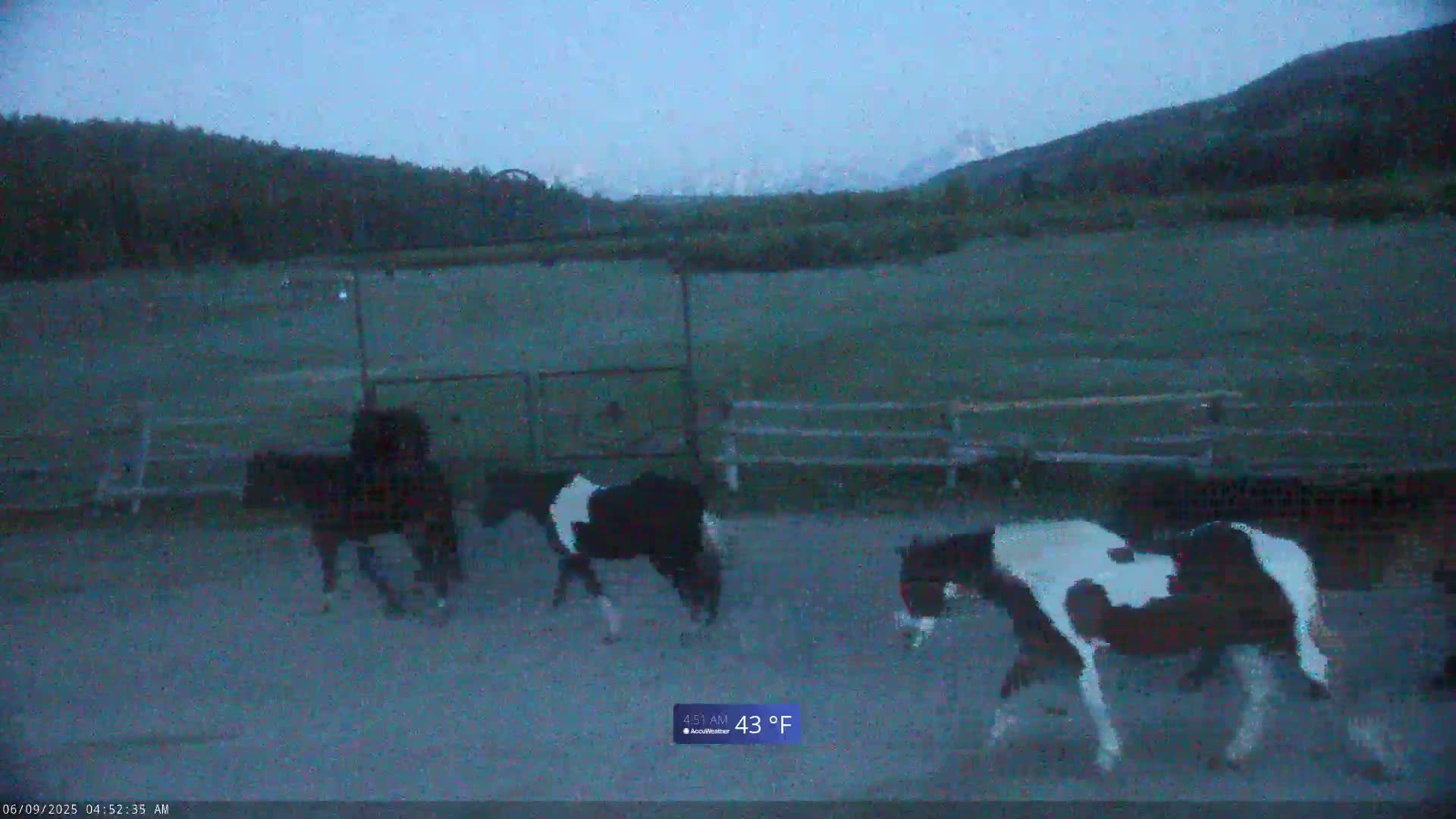 Several horses are walking in a dirt paddock under a twilight sky, with mountains visible in the background.