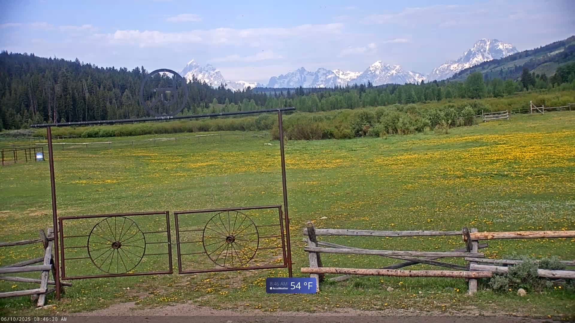 A field of yellow wildflowers stretches before a split-rail fence and a metal gate, with snow-capped mountains in the background under a partly cloudy sky.