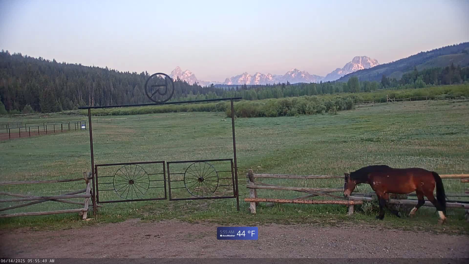 A brown horse walks near a metal gate in a grassy field, with a mountain range in the background under a clear, cool morning sky.
