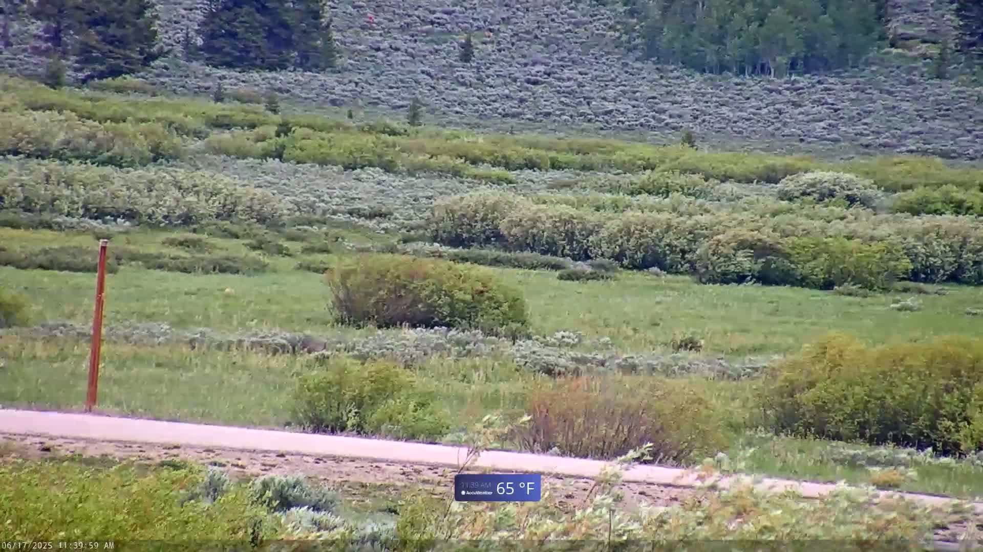 A grassy field with shrubs and a dirt road, under a sunny sky at 65°F.