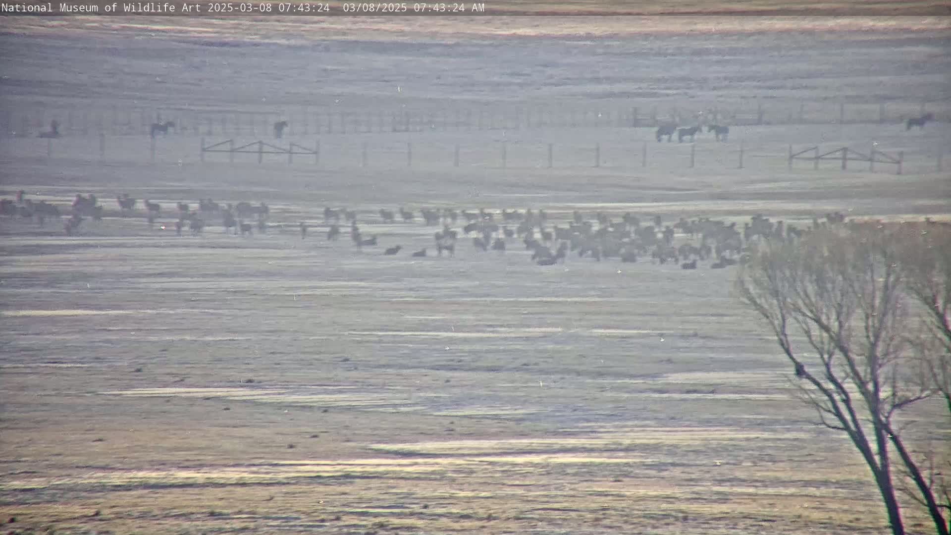 A large herd of dark-colored animals grazes in a hazy, flat field under a pale sky, near some fences and a lone tree.
