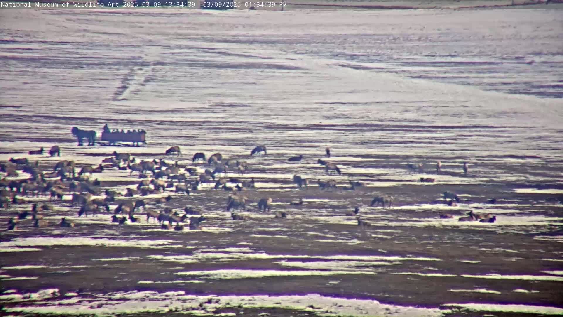 A horse-drawn wagon carrying passengers is seen in a snowy field with a large herd of elk.