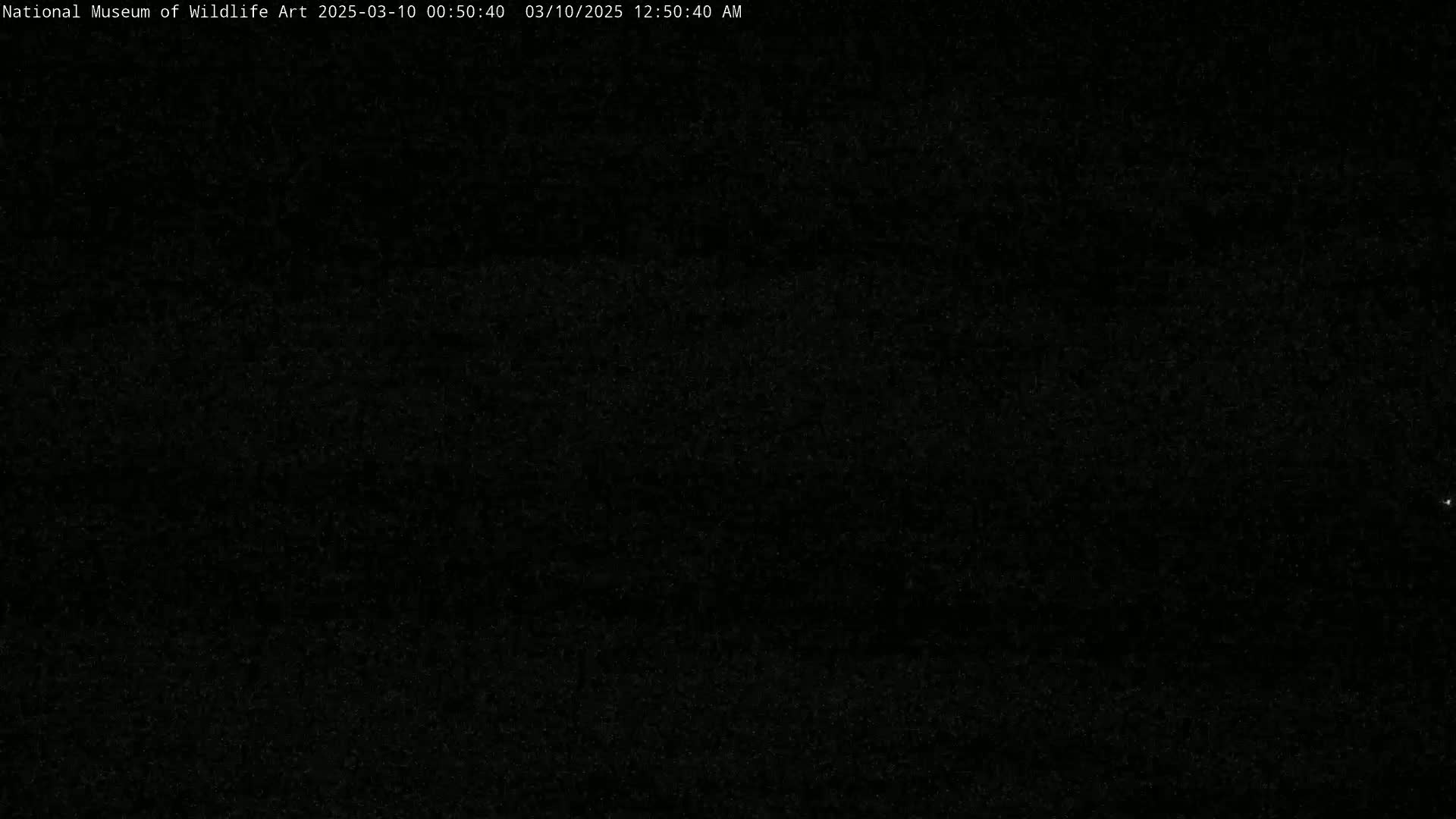 The image shows a dark, grainy, mostly black surface with a few faint specks of lighter color.