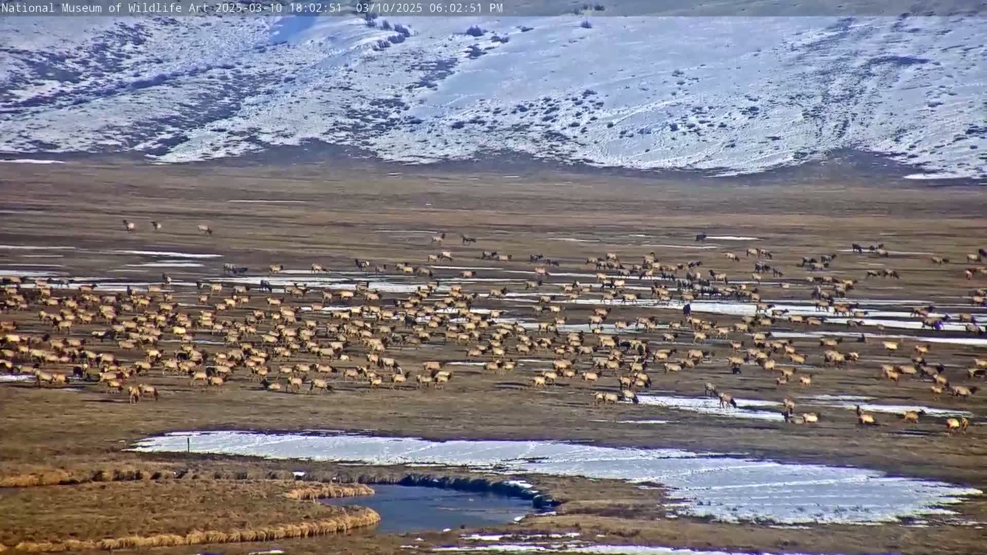 A large herd of elk grazes on a flat, snow-dusted field under a clear sky, with snow-covered hills in the background.