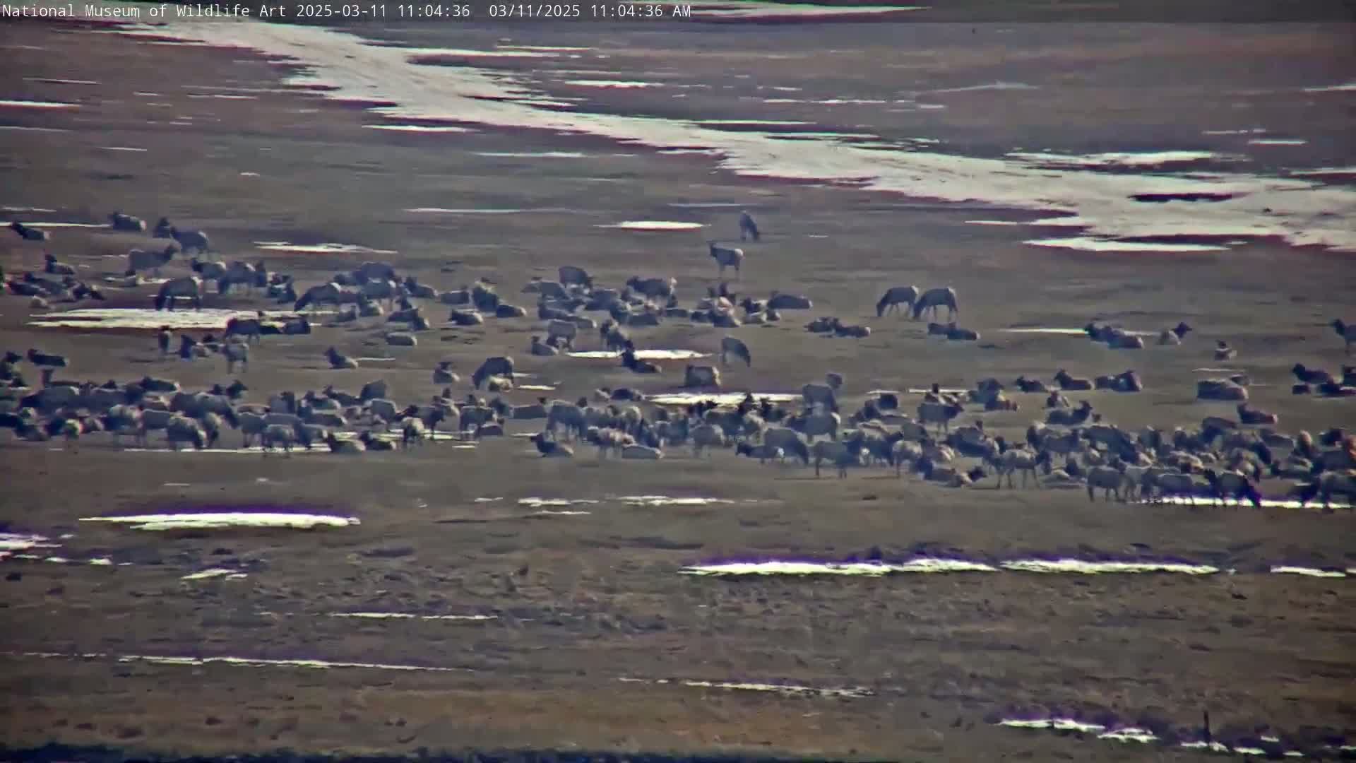 A large herd of elk grazes on a flat, snow-dusted plain under a bright, sunny sky.