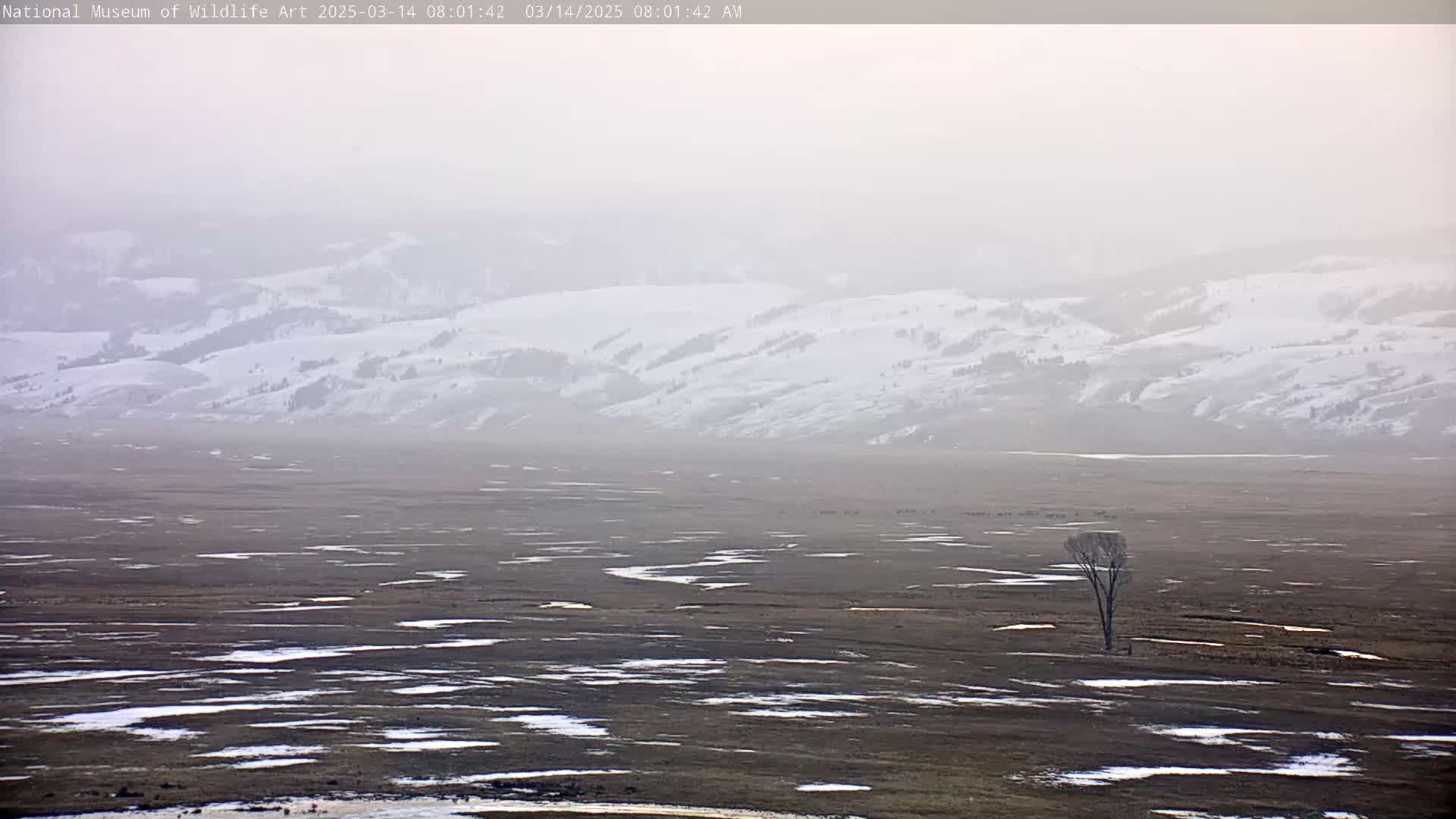 A hazy, snowy mountain range is visible in the distance, overlooking a flat, marshy plain with a single, leafless tree in the foreground.