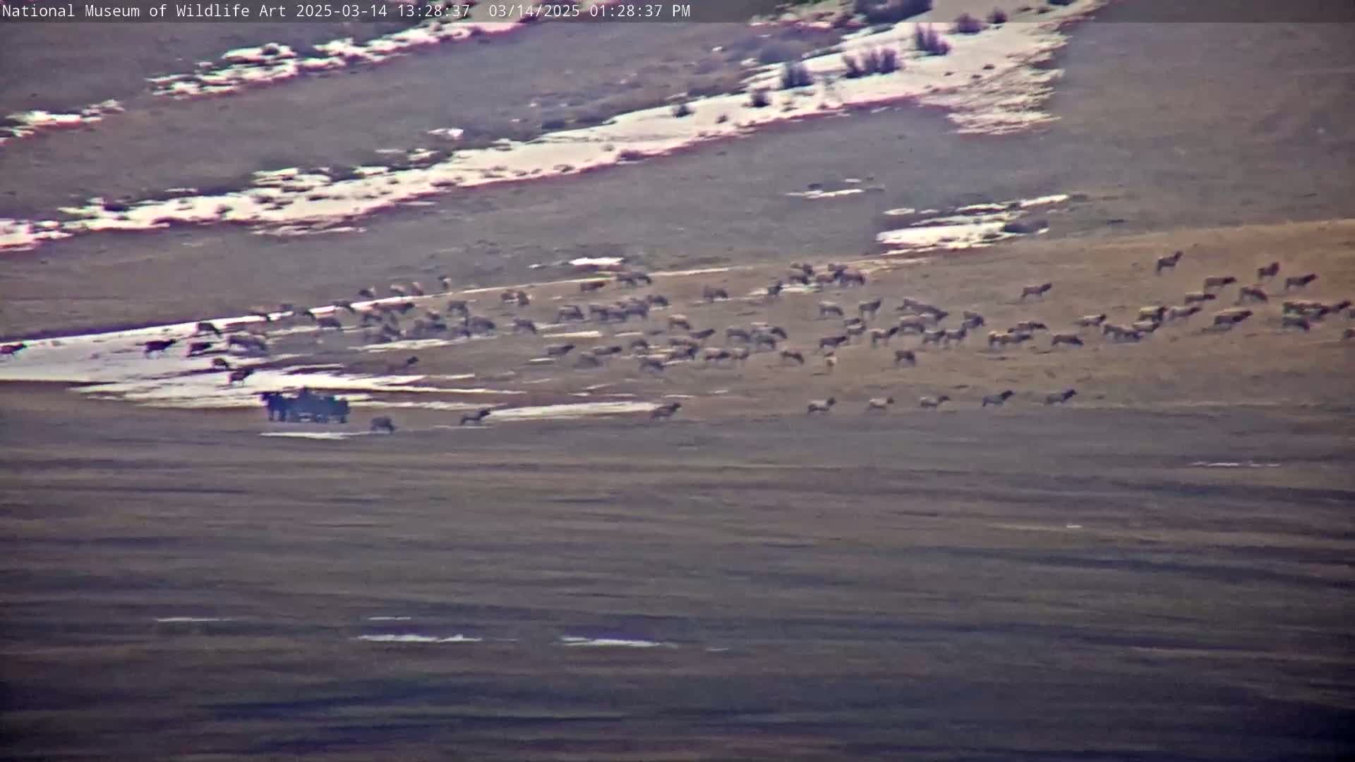 A large herd of elk grazes on a flat, sparsely vegetated landscape with patches of snow under a bright, clear sky.