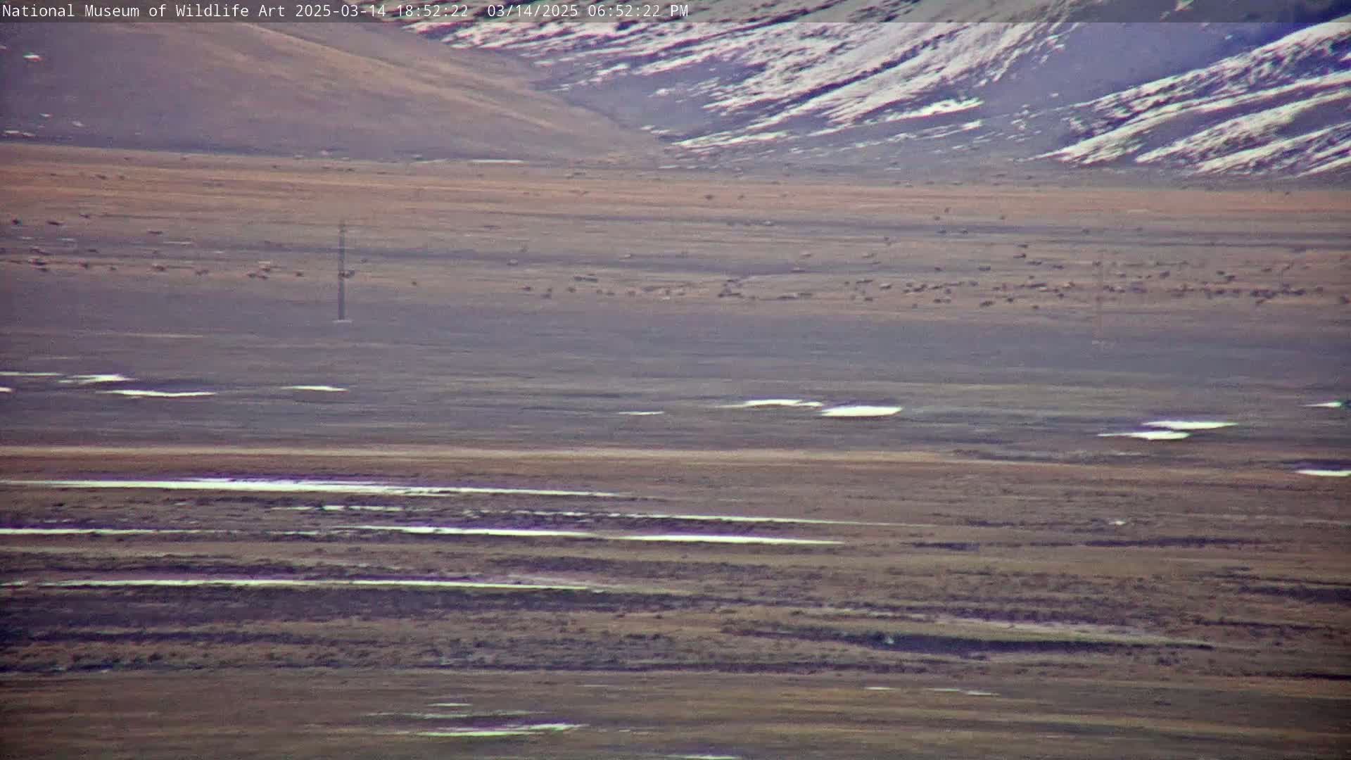 A large herd of animals grazes on a flat, brown plain under a partly cloudy sky, with snow-capped mountains in the background.