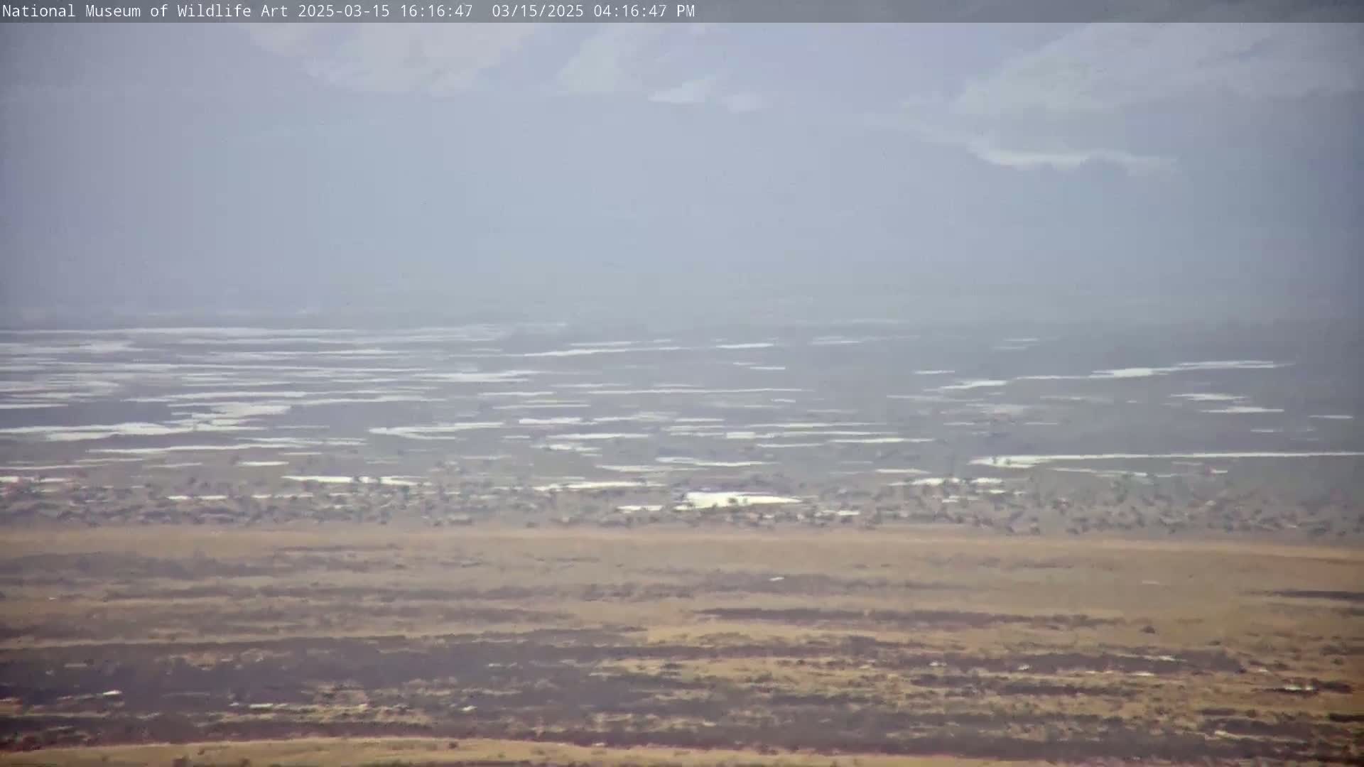 A large flock of birds is visible on a hazy, flat, tan landscape with patches of white, possibly ice or snow, in the distance.