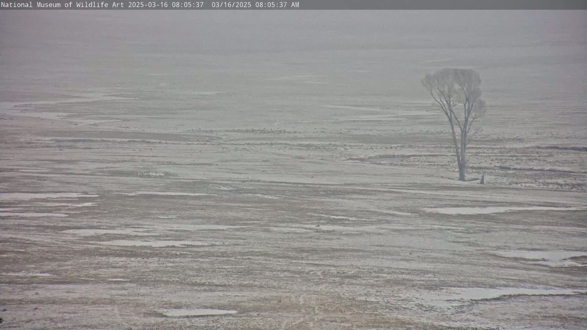 A snow-covered, flat expanse of land with a single, leafless tree stands in the middle distance under a hazy sky.