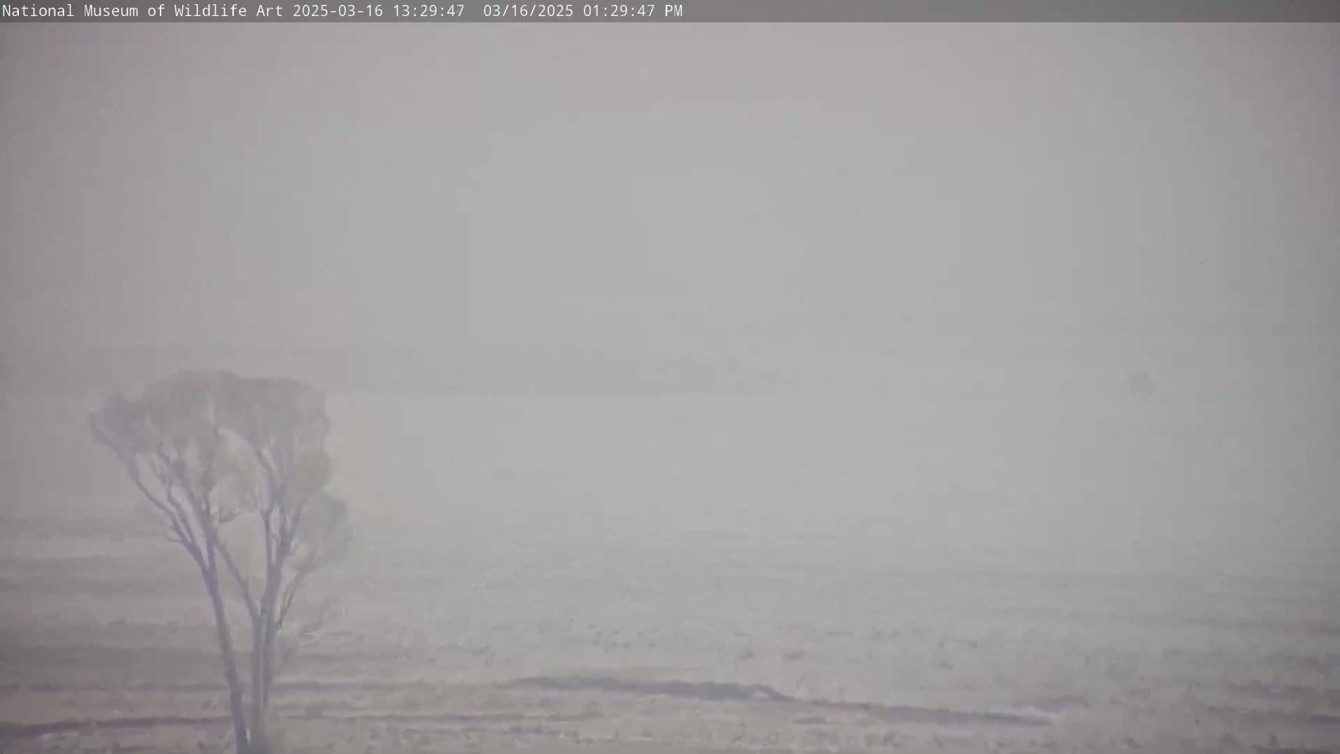 A single tree stands in a hazy, flat landscape under a dense fog.