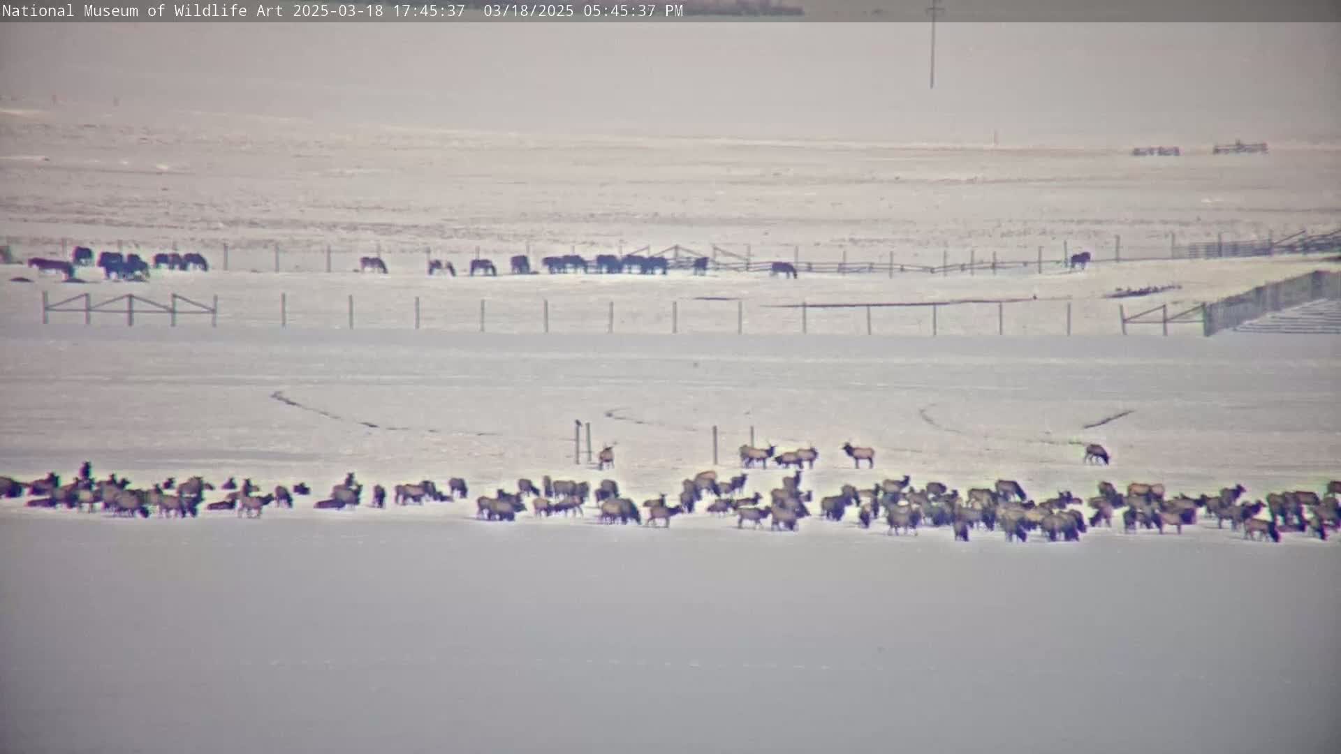 A large herd of elk and a smaller group of horses are visible in a snowy field, under a hazy sky.