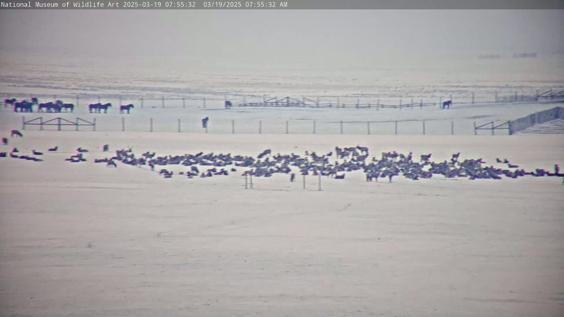 A large herd of dark-colored animals is gathered in a snowy field near a fenced enclosure where several horses are also visible under hazy conditions.