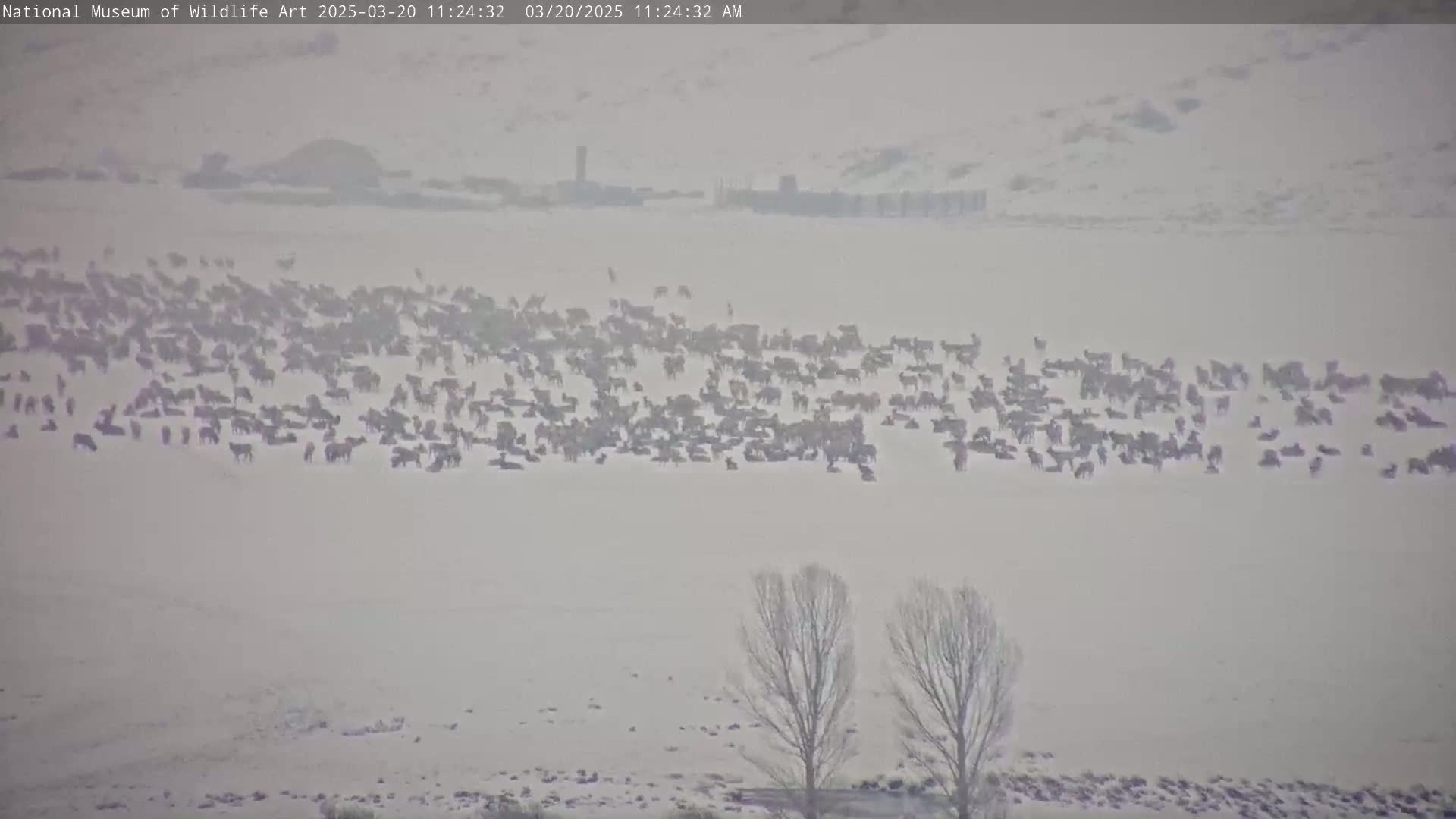 A large herd of animals, possibly bison or elk, gathers in a snowy field under overcast skies.