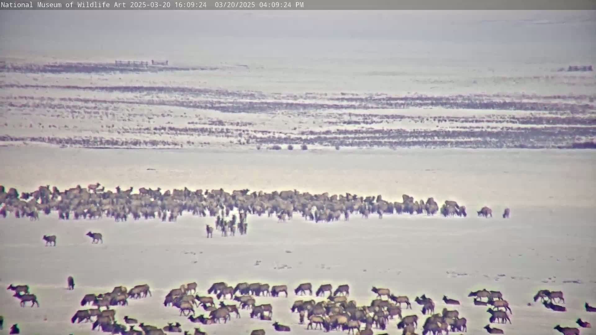 A large herd of elk grazes on a snow-covered plain under an overcast sky.