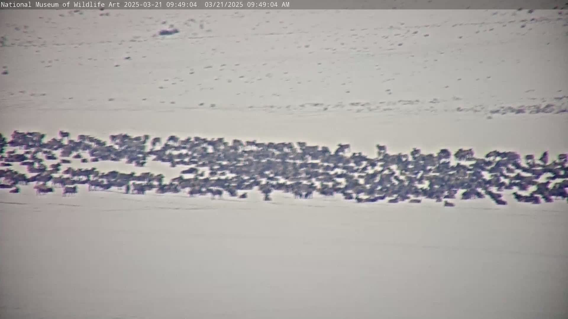 A large herd of dark-colored animals is gathered on a snow-covered landscape.