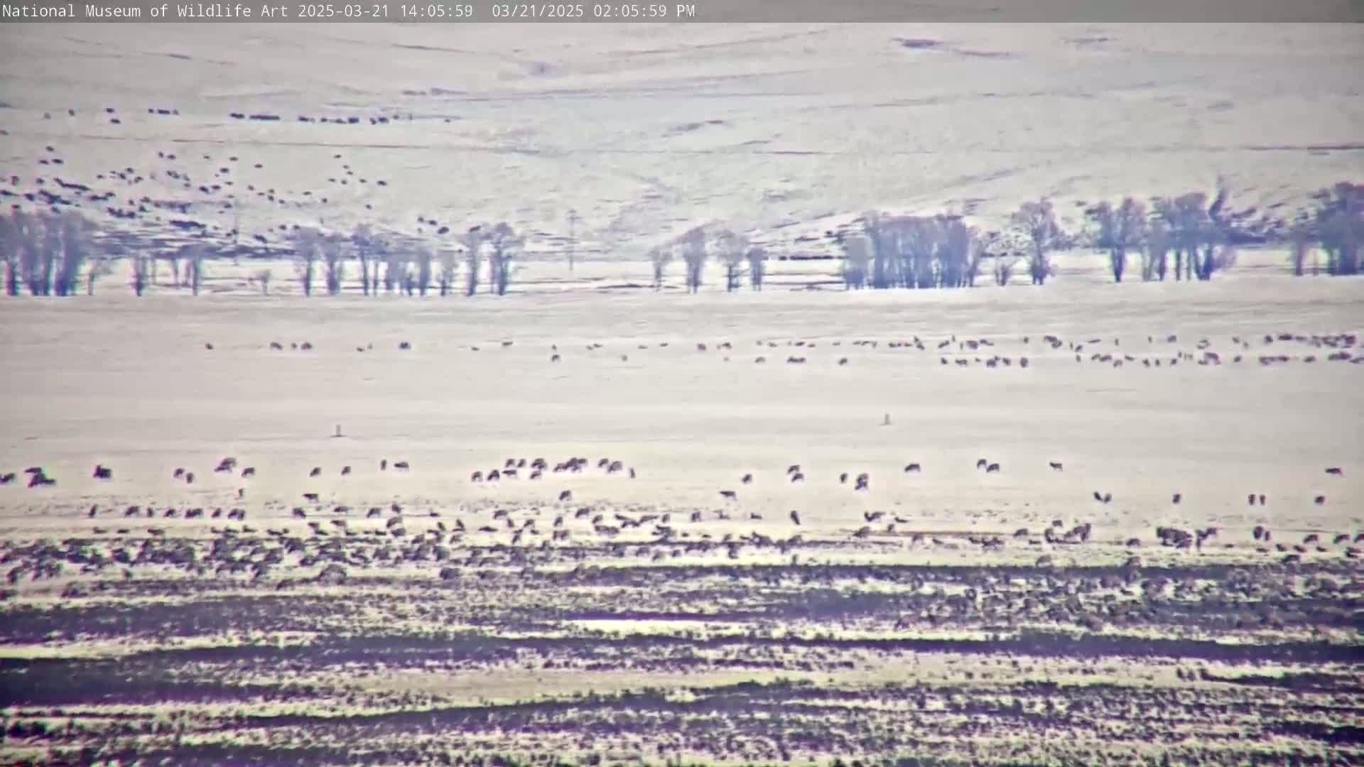 A large herd of animals grazes on a snow-covered field, with a line of leafless trees in the middle ground under a cloudy sky.