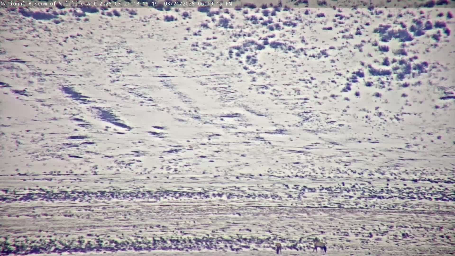 A snow-covered landscape with sparse vegetation and a small herd of animals in the distance.