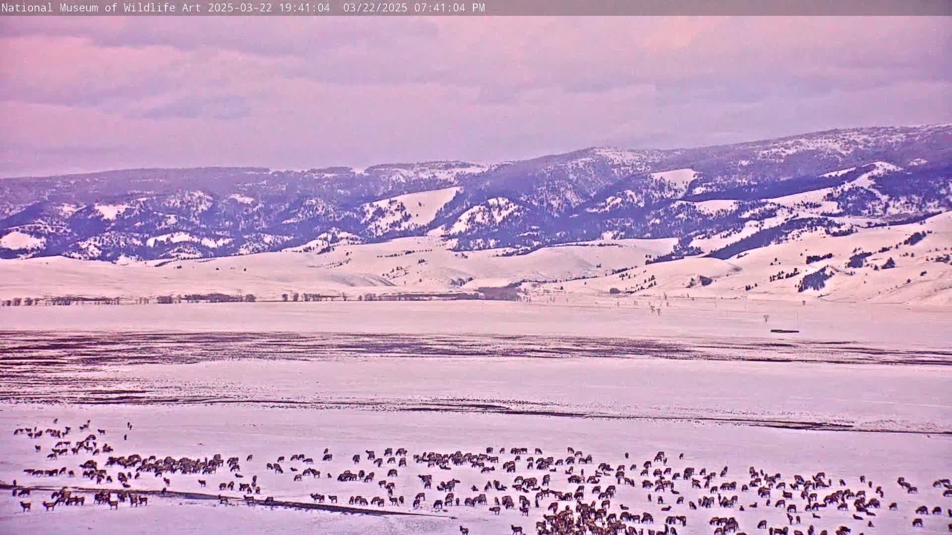 A large herd of elk grazes on a snow-covered plain beneath snow-capped mountains under a cloudy sky.