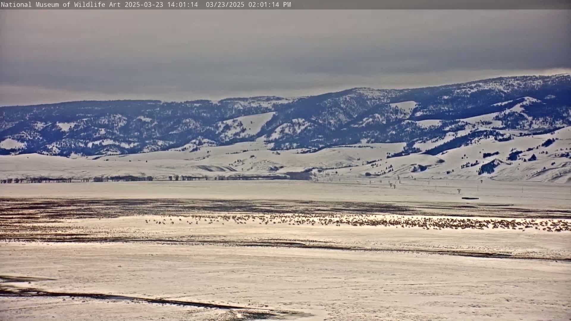 A large herd of elk grazes on a snow-covered plain under a cloudy sky, with snow-covered mountains in the background.