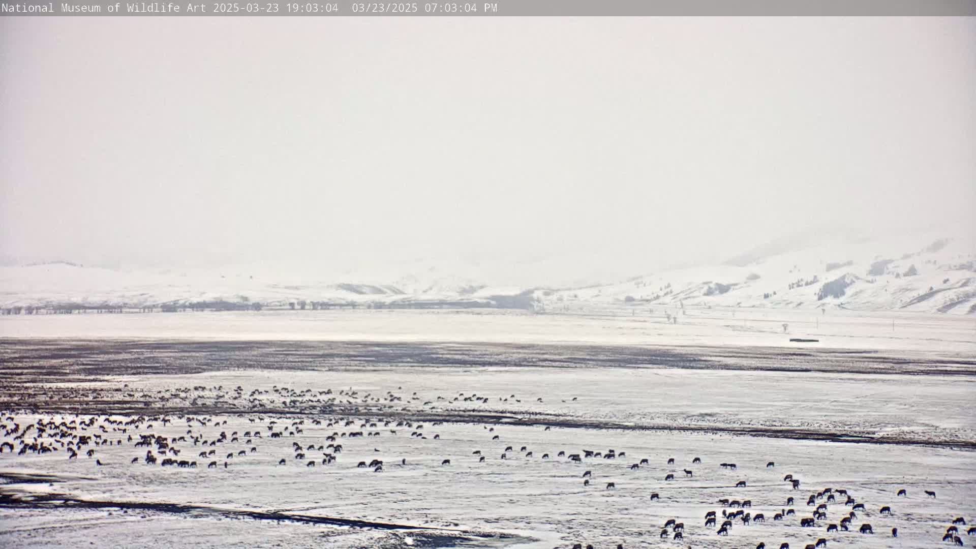 A large herd of animals grazes on a snow-covered plain under an overcast sky.