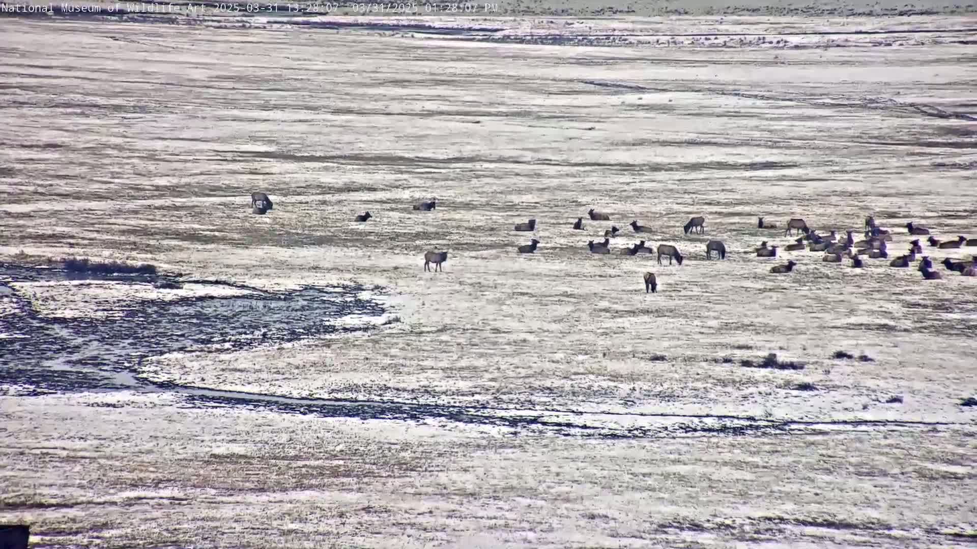 A herd of elk rests in a snow-dusted field alongside a partially frozen stream.
