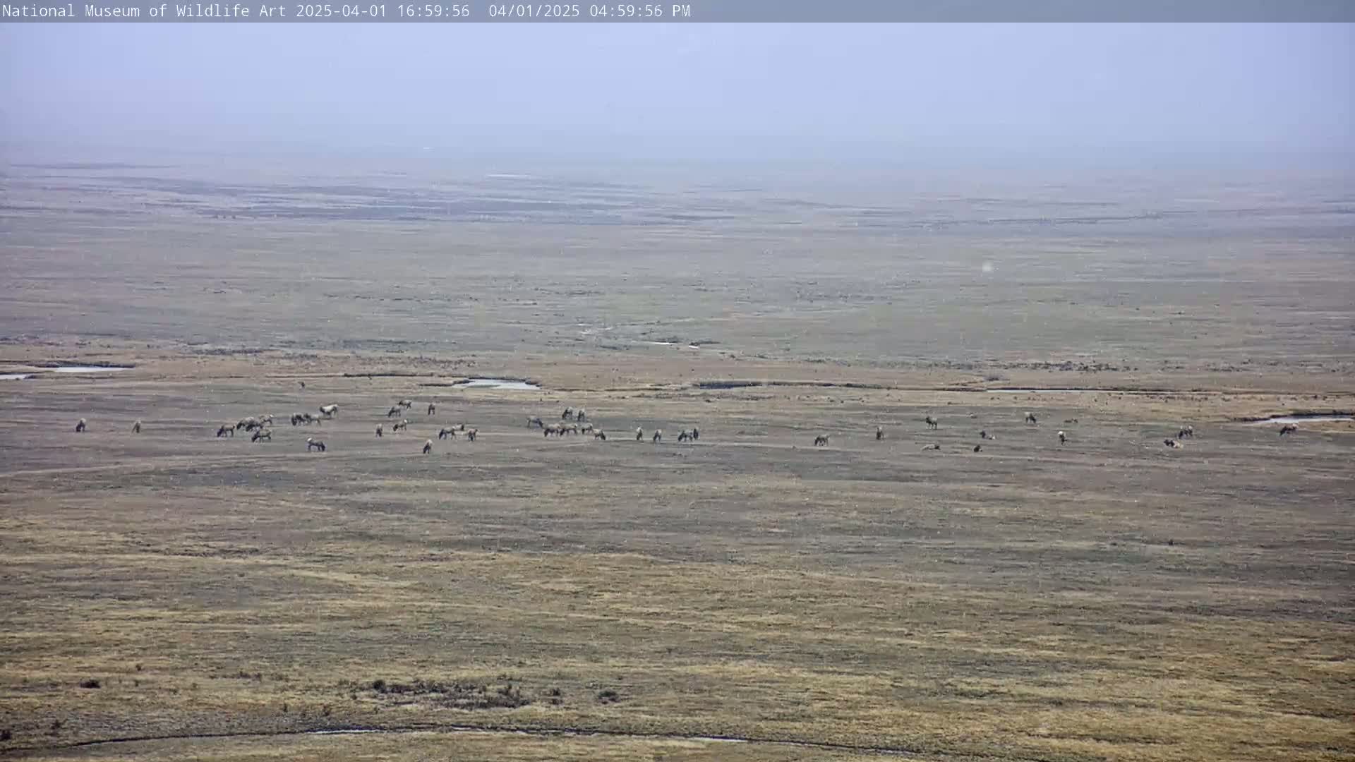 A herd of animals grazes on a vast, flat, dry plain under a hazy sky.
