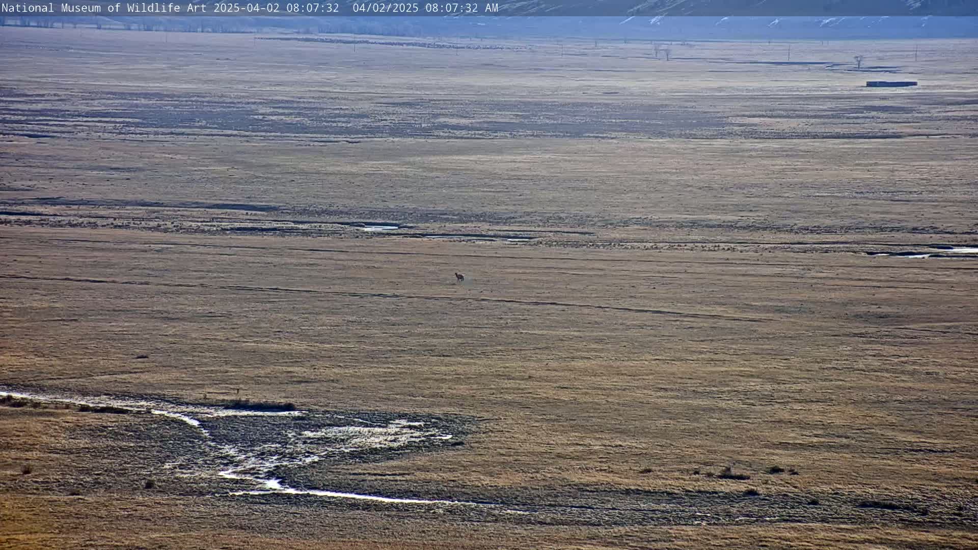 A lone animal walks across a vast, flat, dry landscape under a clear sky.