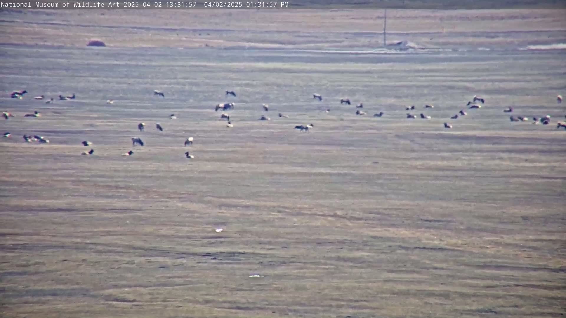 A herd of pronghorn antelope grazes in a flat, dry field under a clear sky.