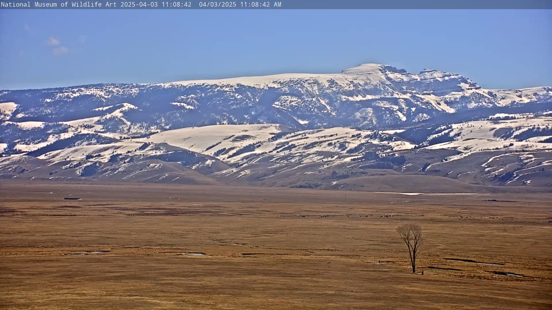 A lone tree stands in a flat, brown field in front of a snow-covered mountain range under a clear blue sky.