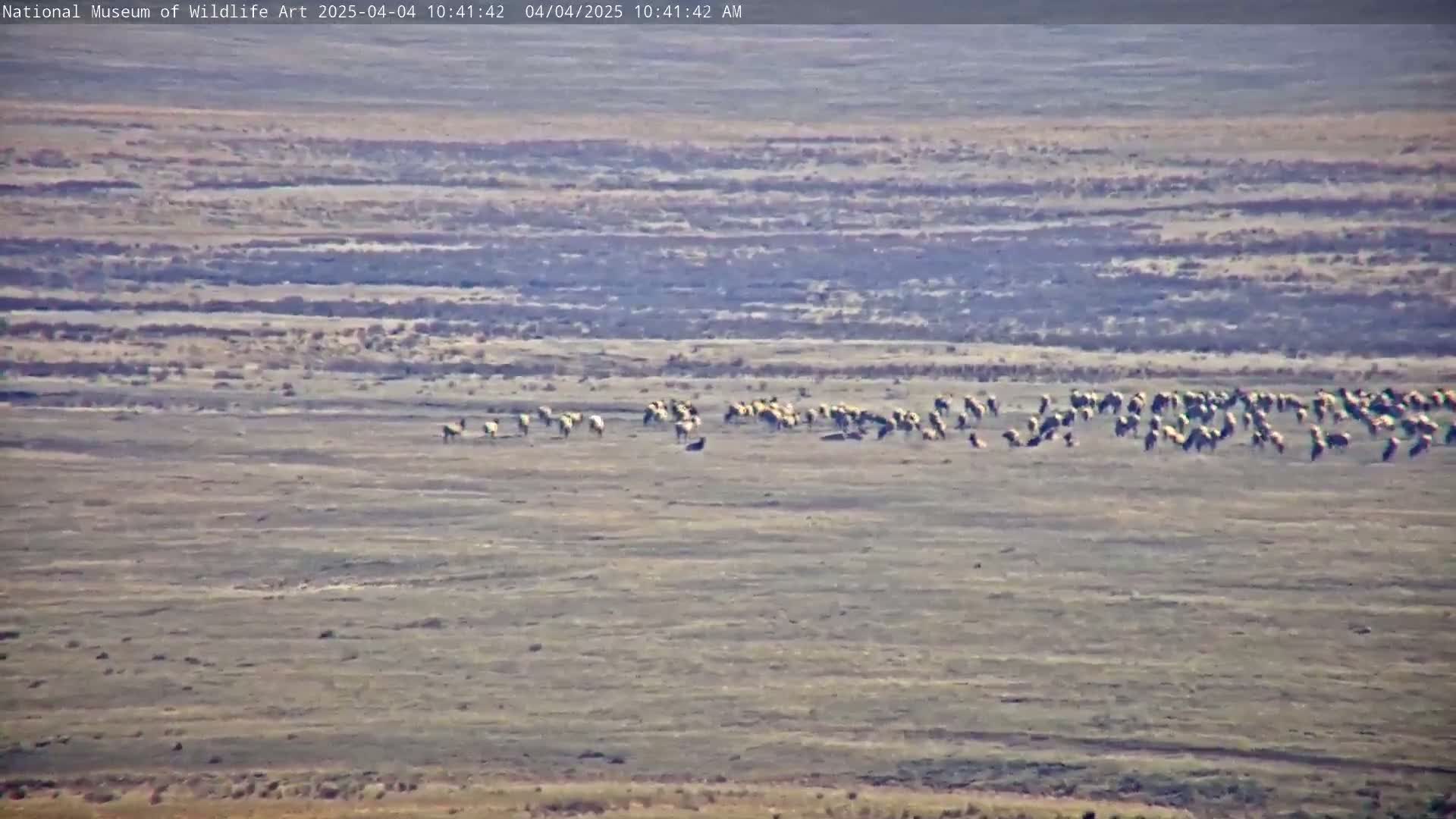 A large herd of pronghorn antelope grazes on a flat, dry, sparsely vegetated plain under a bright, clear sky.