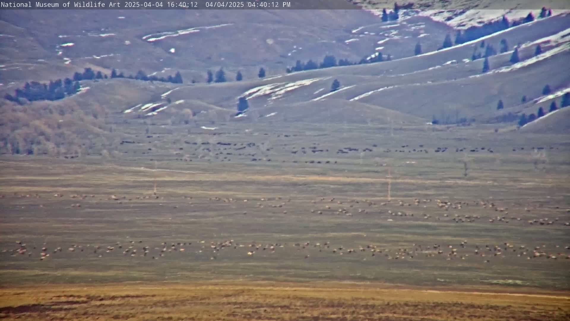 A large herd of animals grazes on a flat, grassy plain under a mostly clear sky, with snow-dusted hills in the background.