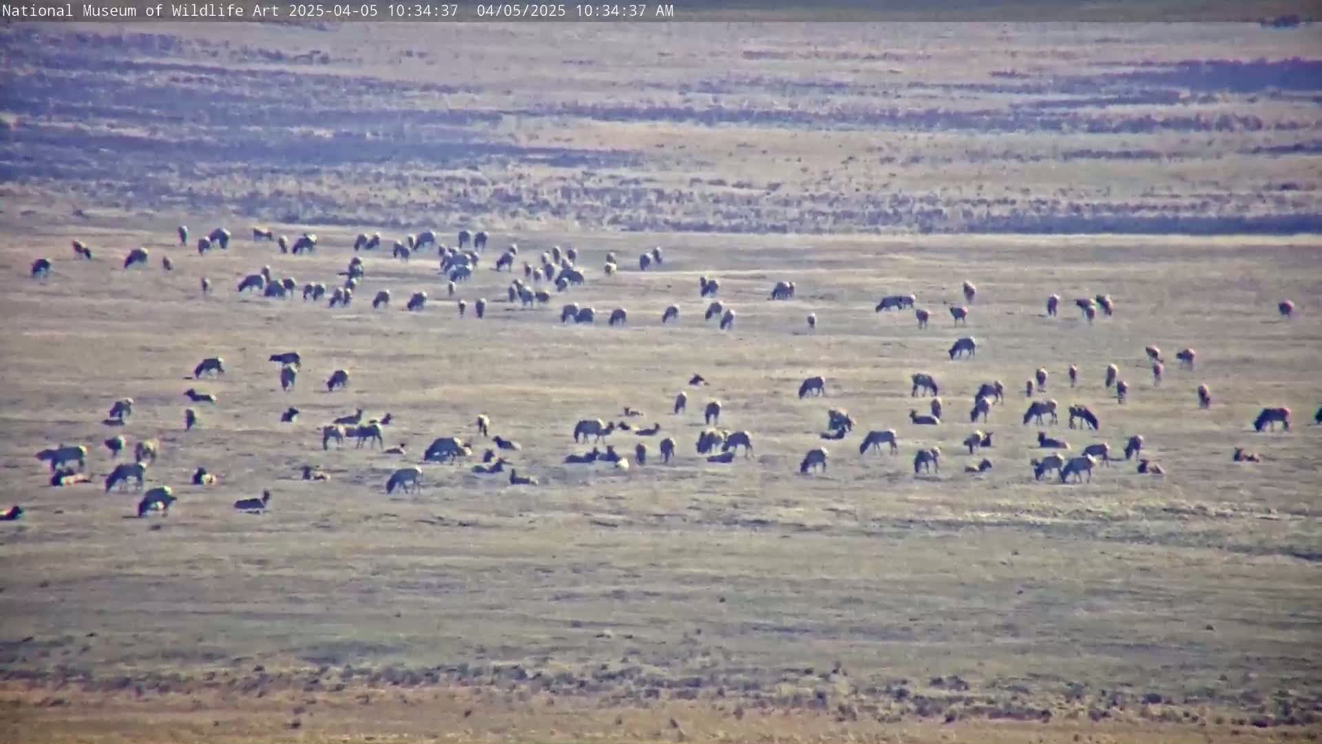 A large herd of zebras grazes on a dry, flat plain under a clear sky.