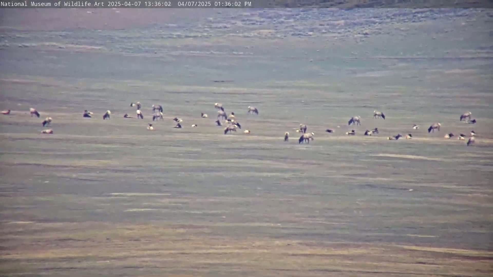 A herd of elk grazes in a flat, expansive field under a clear sky.