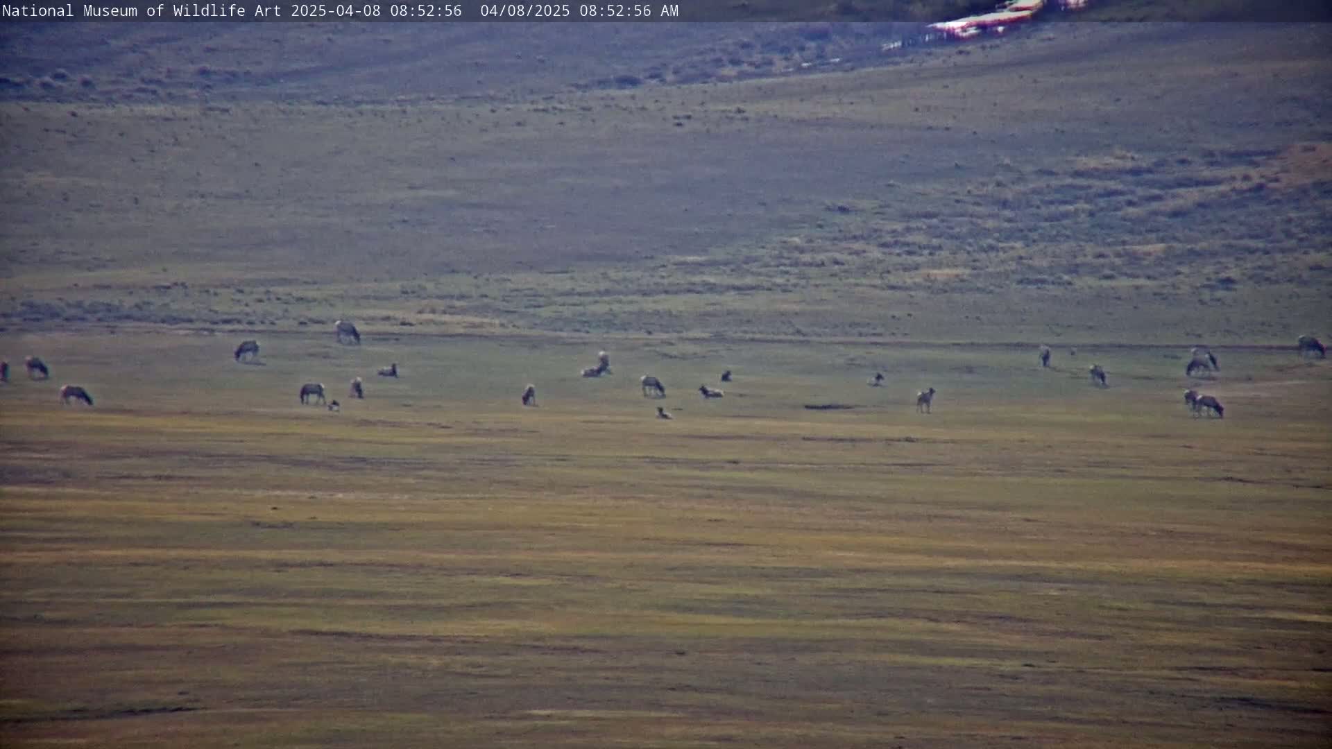 A herd of pronghorn antelope grazes on a flat, dry, grassy plain under a clear sky.