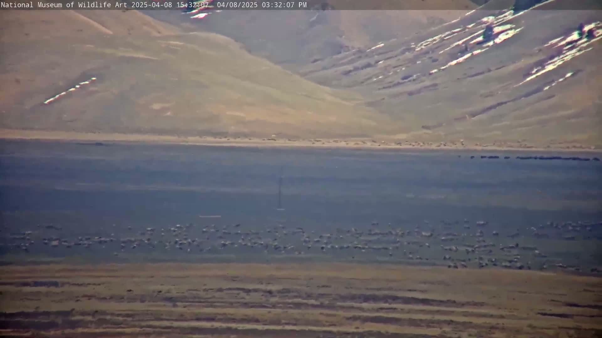 A large herd of animals grazes on a flat, dry plain beneath a mountain range with patches of snow under a clear sky.