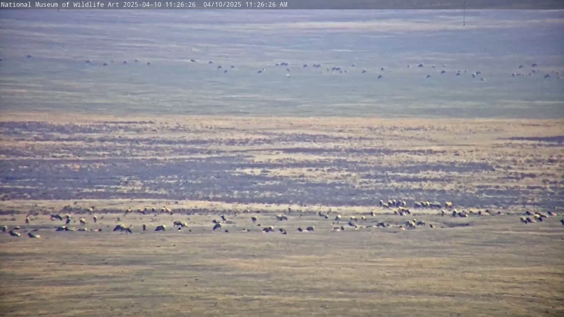 Two herds of animals, possibly pronghorn, graze on a flat, dry, light brown plain under a clear sky.