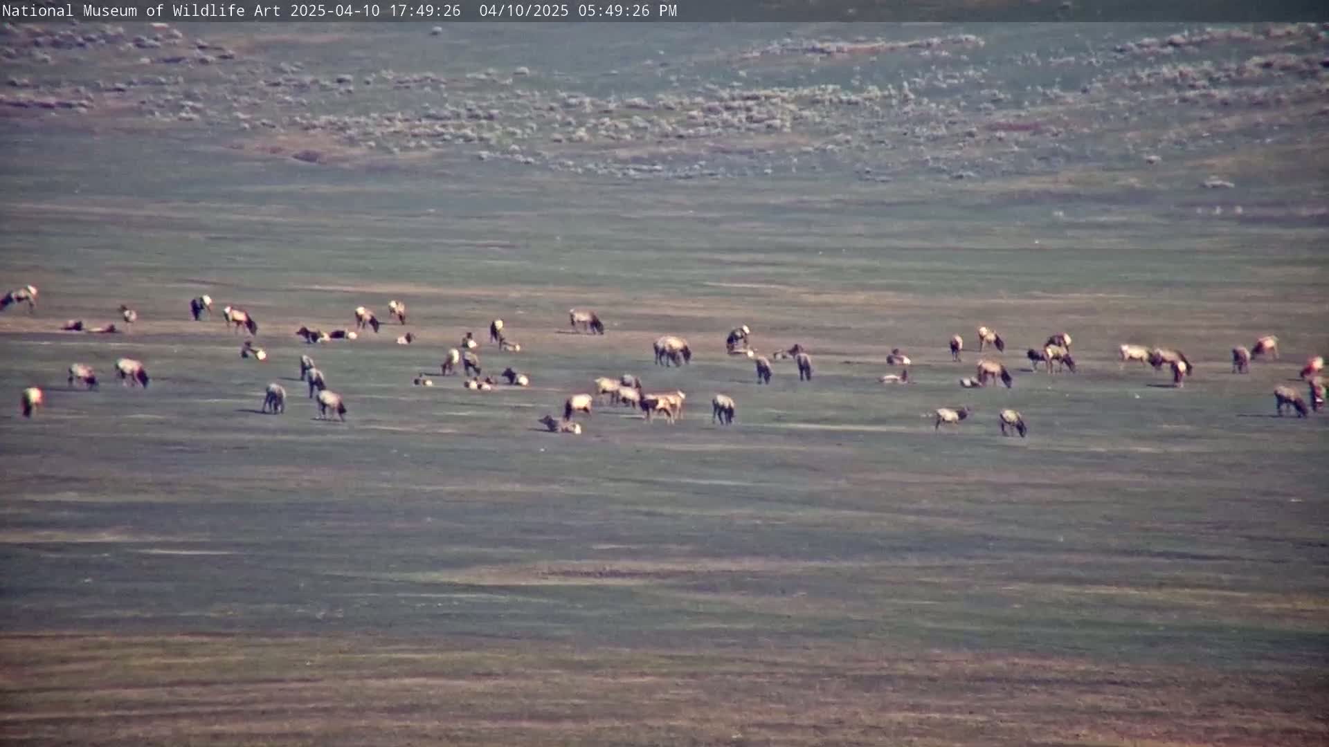 A herd of elk grazes on a flat, grassy plain under a clear sky.