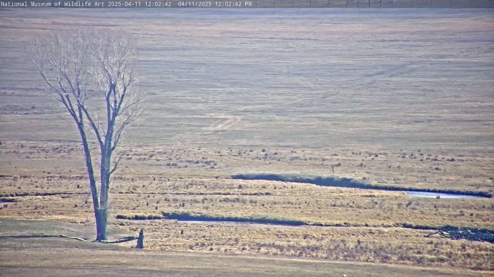 A bare, leafless tree stands in a dry, flat field with a winding stream under a bright, sunny sky.
