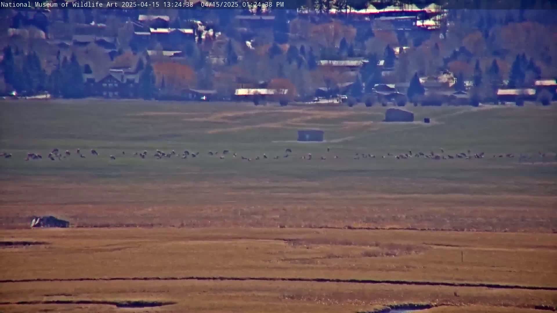 A large flock of birds is gathered in a field in front of a small town under a clear sky.