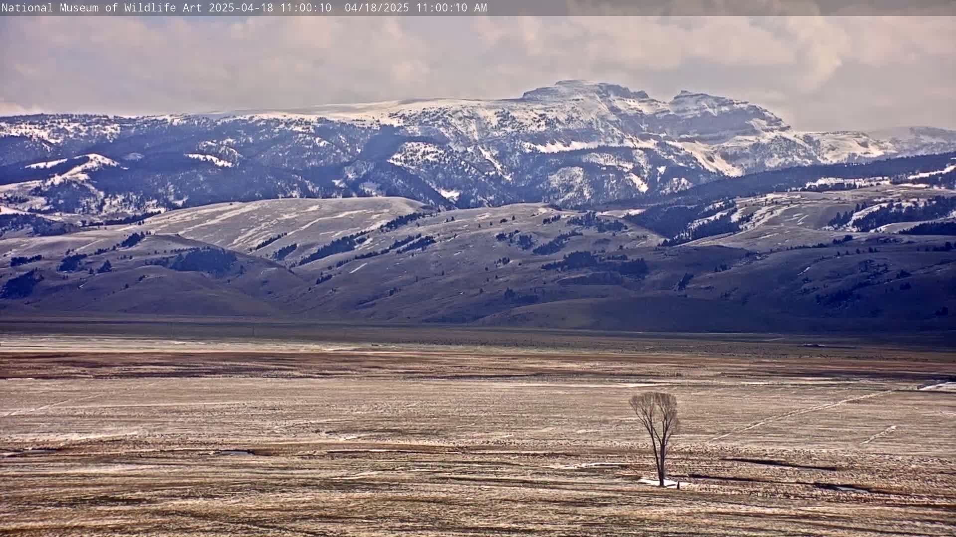 A lone, leafless tree stands in a flat, dry valley, with snow-capped mountains in the background under a partly cloudy sky.