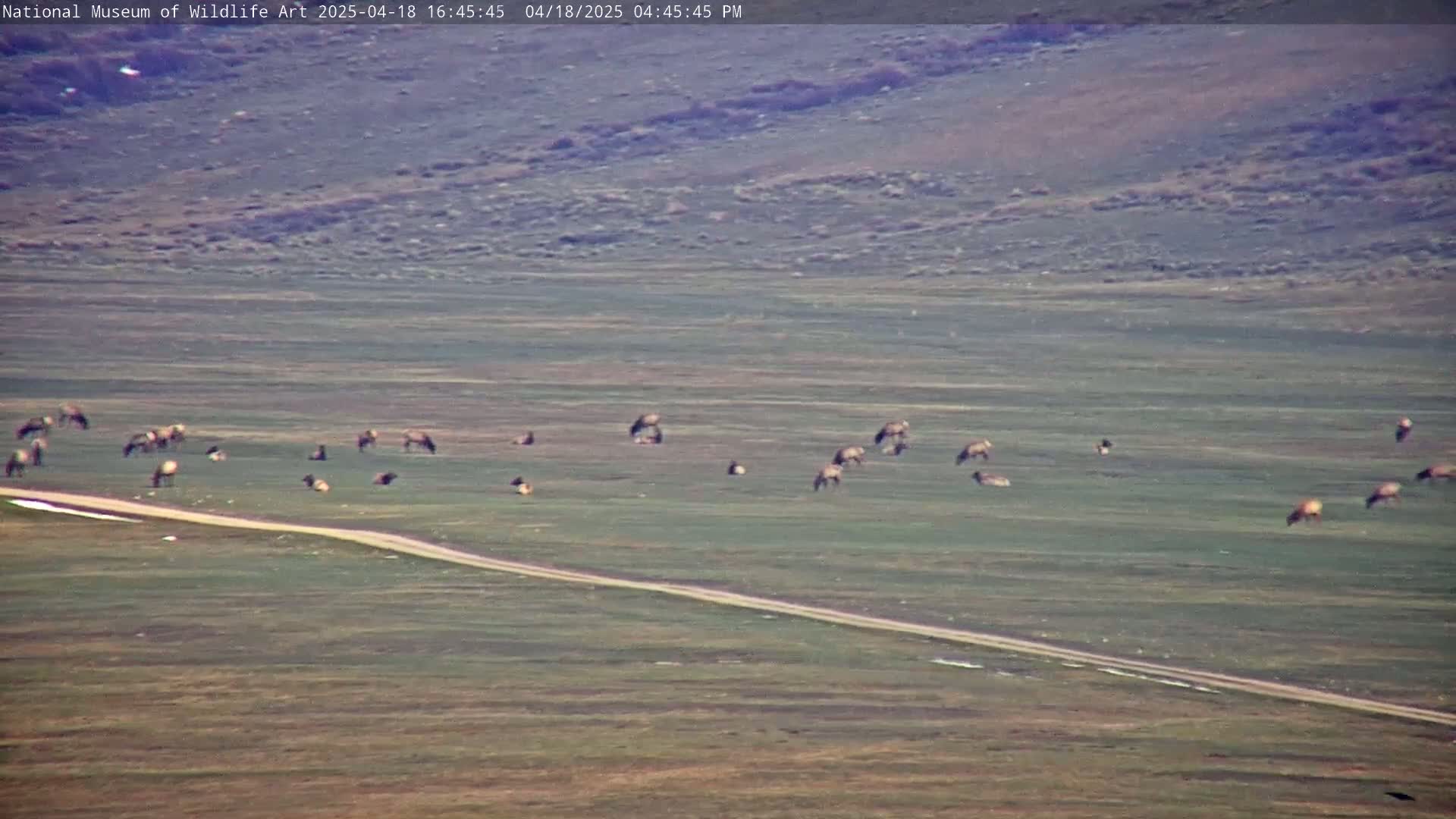 A herd of elk grazes in a grassy field next to a long, light-colored road under a clear sky.