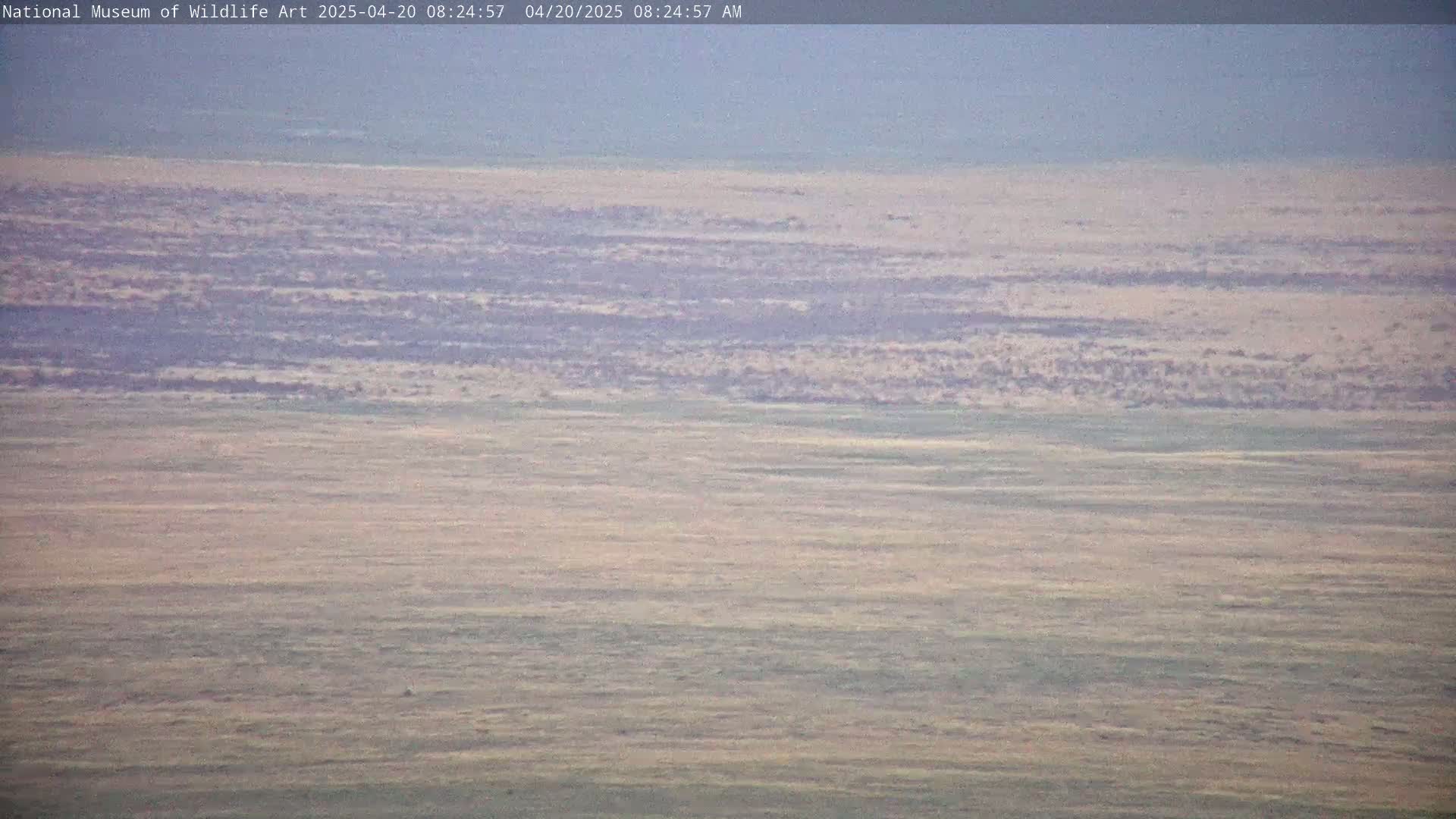 A hazy, flat expanse of dry, light-brown grassland stretches to the horizon under a muted sky.