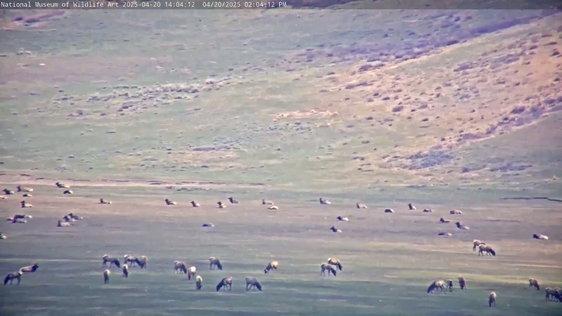 A large herd of elk are grazing and resting on a grassy plain under a clear, bright sky.
