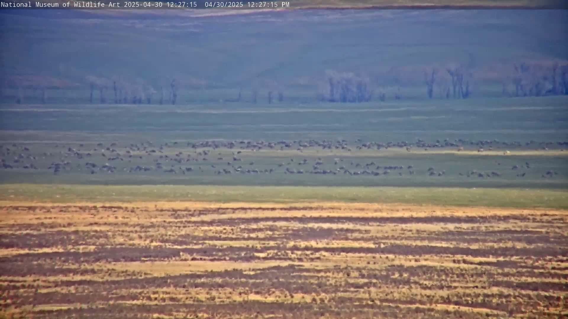 A large flock of dark birds is gathered on a light green field, with a tan and brown field below and a hazy background showing a few distant trees under a clear sky.